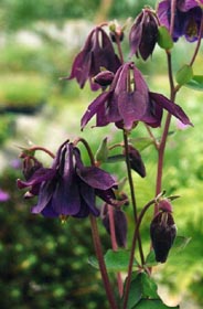 Aquilegia nigricans